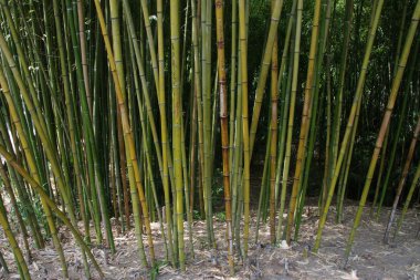 bambu korusu