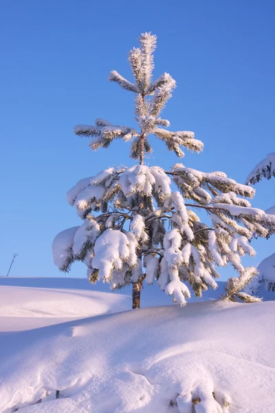 Заснеженное дерево в зимнем лесу — стоковое фото