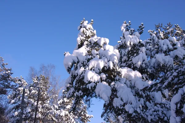 Schneebedeckte Äste von Bäumen — Stockfoto