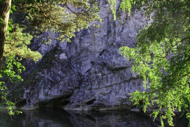güneşe karşı ağaçların dalları