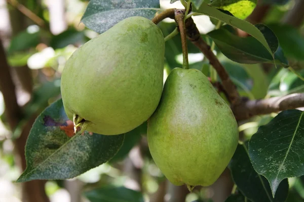 stock image Ripe pears on a tree branch