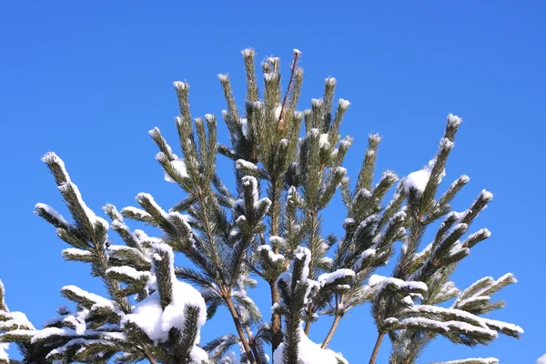 Śnieżne szczyty świerk w lesie — Zdjęcie stockowe