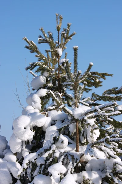 Topos nevados de abeto na floresta — Fotografia de Stock
