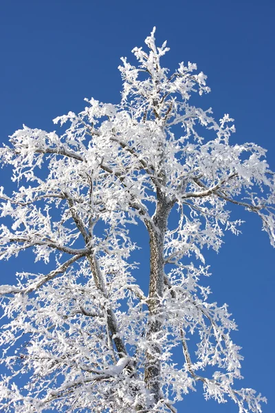 Снежные вершины деревьев — стоковое фото