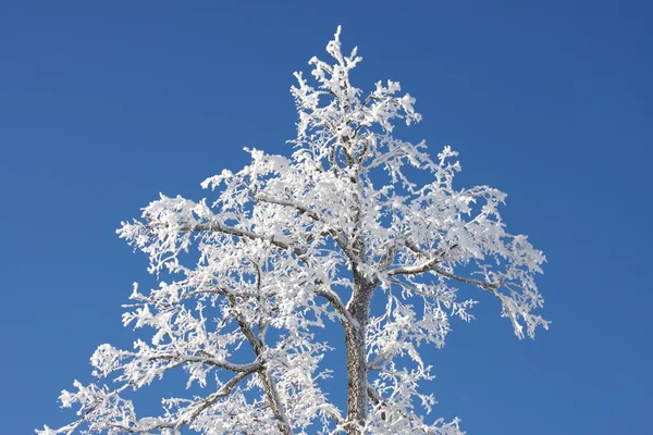 木の雪に覆われた頂 — ストック写真