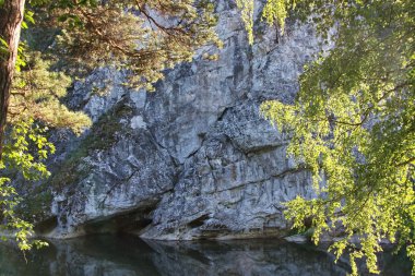 Güneş tarafından aydınlatılmış bir ağaç dalı