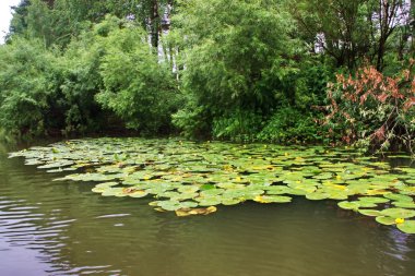 ural Nehri chusovaya doğası