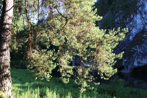 stock image Branch of a tree illuminated by the sun