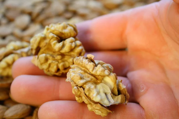 Орехи в руке — стоковое фото