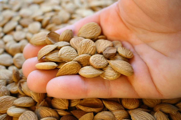 Almonds on a hand — Zdjęcie stockowe
