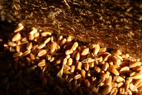 Гип пшеницы — стоковое фото