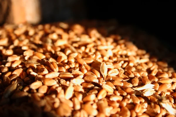 Гип пшеницы — стоковое фото