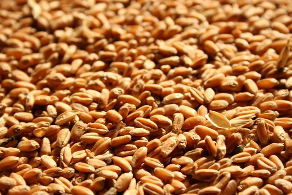 Background from wheat — Stock Photo, Image