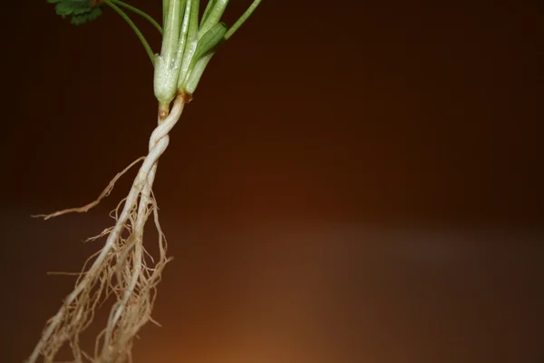 stock image Roots of two yang plants