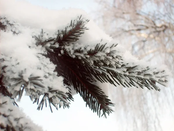 Ветвь в снегу — стоковое фото