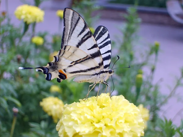 stock image Butterflies