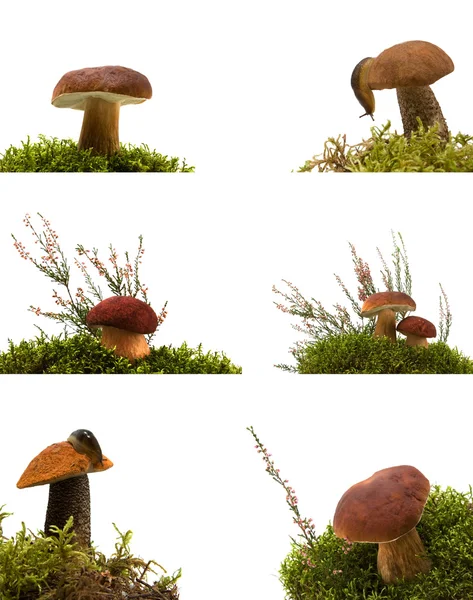 Sammlung von Pilzen isoliert auf weiß — Stockfoto