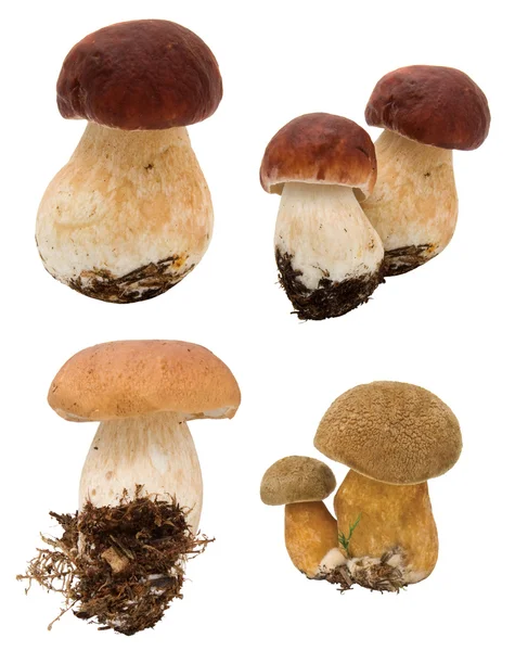 Coleção de cogumelos isolados em branco — Fotografia de Stock