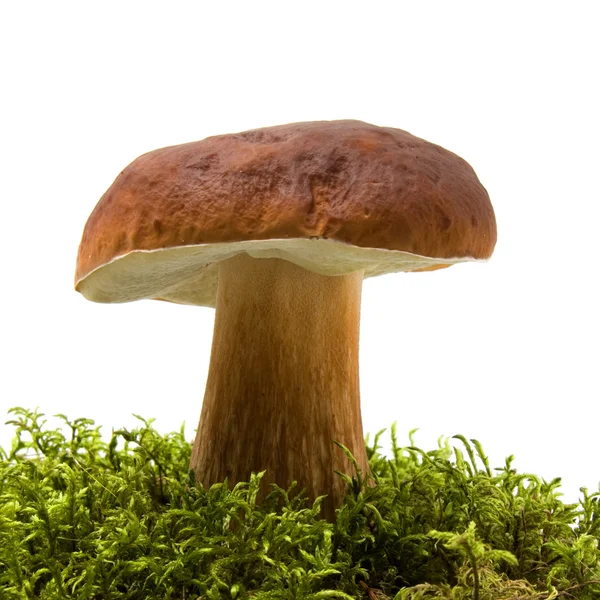 stock image Mushroom isolated on white