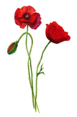 Three poppies against white background clipart