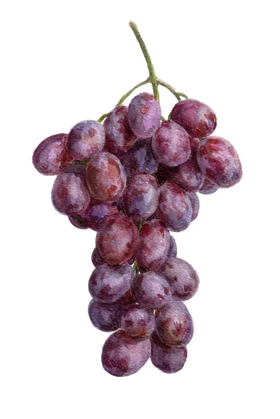 stock image Fresh grape cluster, isolated