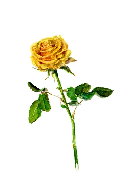 Rosa amarilla aislada sobre fondo blanco —  Fotos de Stock