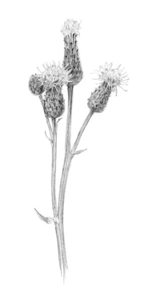 꽃의 스케치 — 스톡 사진