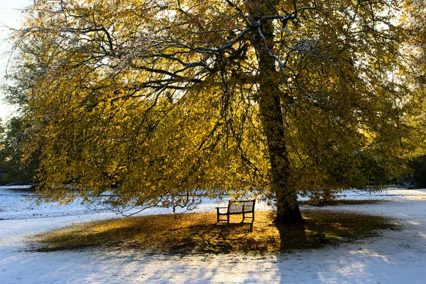 Garden bench under fall tree — Stock Photo, Image