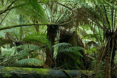 Wild tree-fern forest clipart