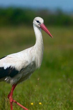 Stork on meadow clipart