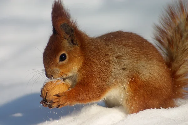 Red squirrel with nut — Stock Photo, Image