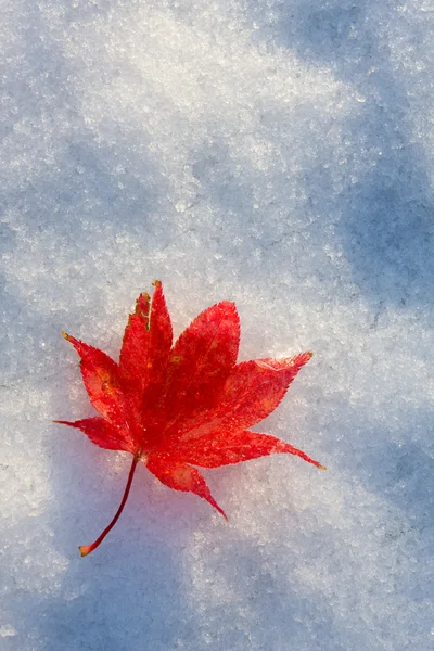 Kırmızı sonbahar yaprak — Stok fotoğraf