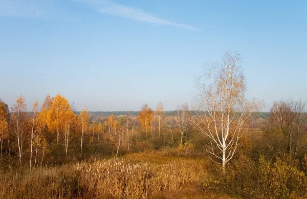 Gelbe Herbstbäume — Stockfoto
