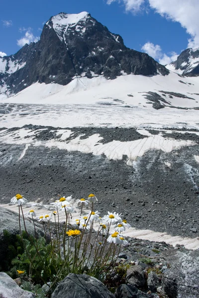 Kamomill blomma och höga berg — Stockfoto