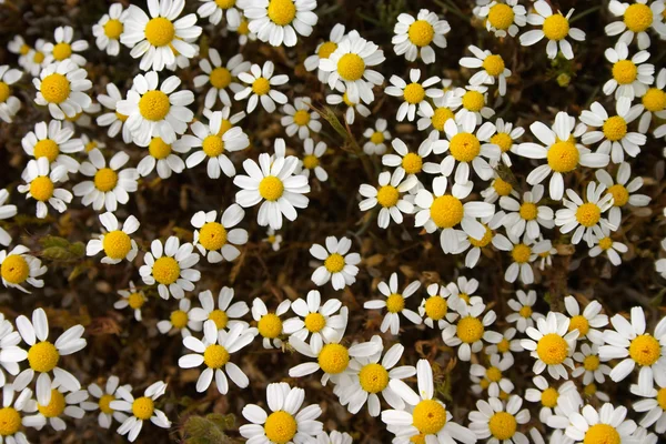 Flowering daisy — Stock Photo, Image