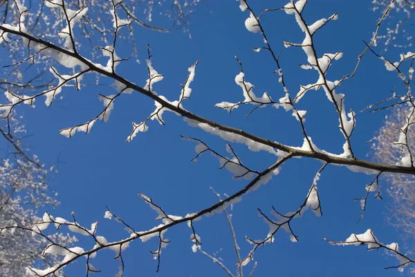 Zweig mit Schnee — Stockfoto