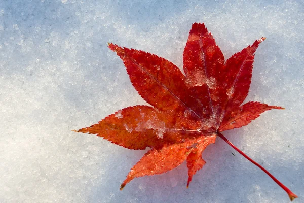 Rotes Blatt bei Schnee — Stockfoto