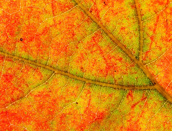 Foglia d'autunno — Foto Stock