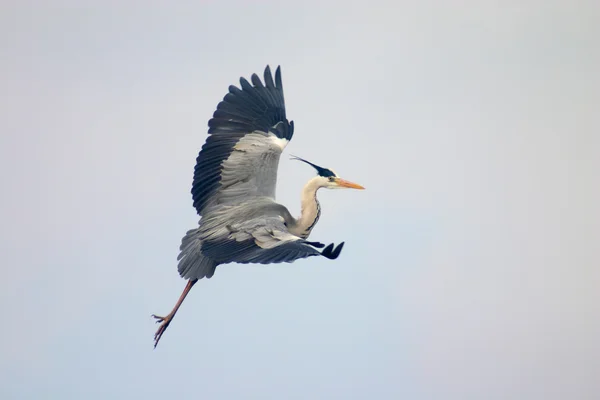 Özgür kuş türü bir gökyüzü — Stok fotoğraf