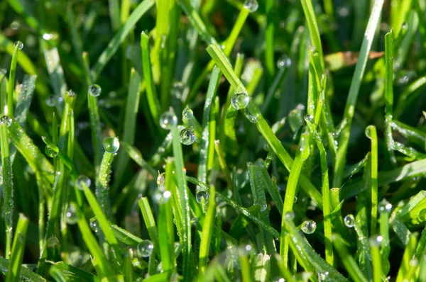 Dew on grass — Stock Photo, Image