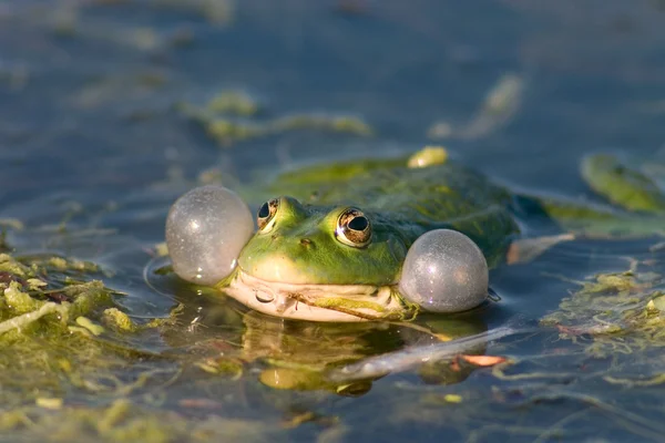 Frog giving a loud croak — Stock Photo, Image