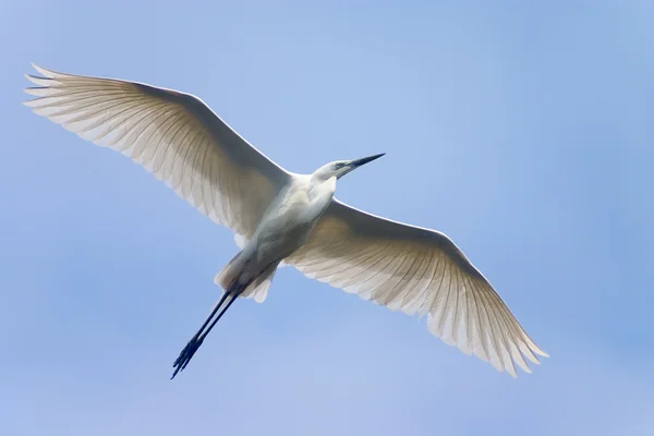 Flying white heron — Stock Photo, Image