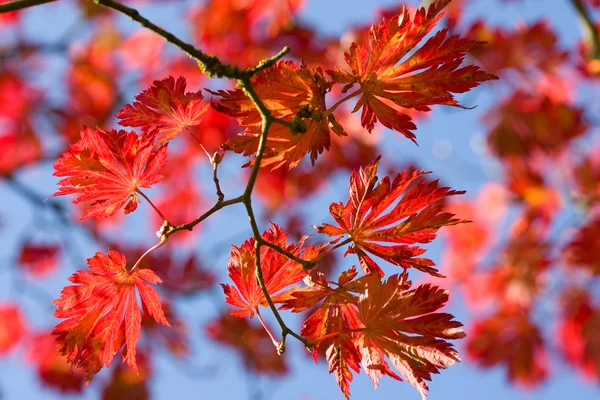 Kırmızı yaprak akçaağaç ağaç — Stok fotoğraf