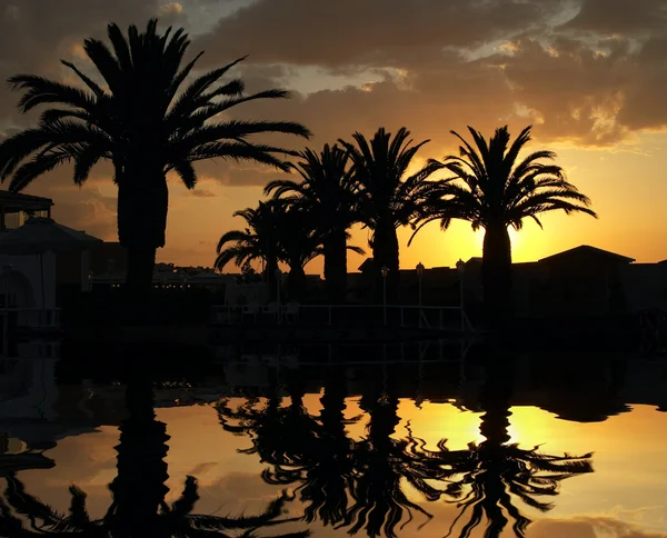 Palmträd på sunset — Stockfoto