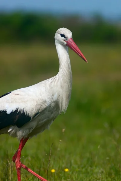 Stork on meadow — Stock Photo, Image