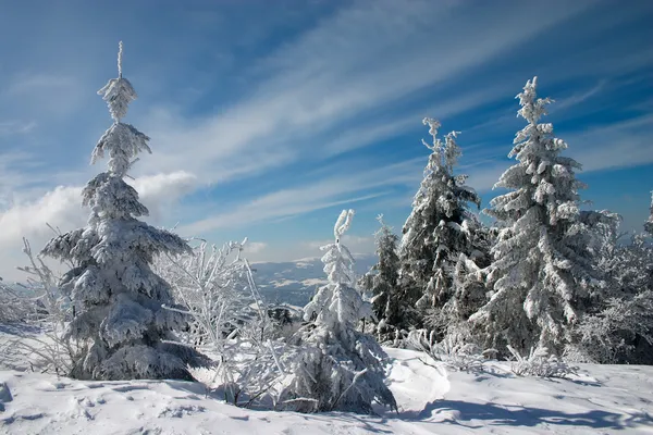 Neve árvore coberta em montanhas — Fotografia de Stock