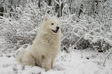 Samoyed dog in the snow bushes clipart