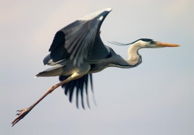Flying heron bird clipart