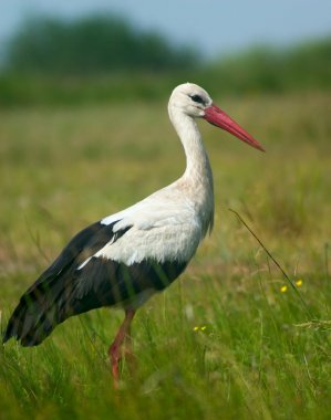 Stork bird clipart