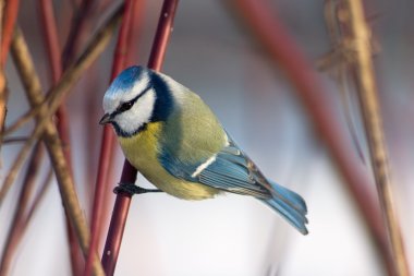 Blue tit in the bushes clipart